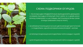 Как формировать огурцы: пошаговая инструкция с фото в Да
